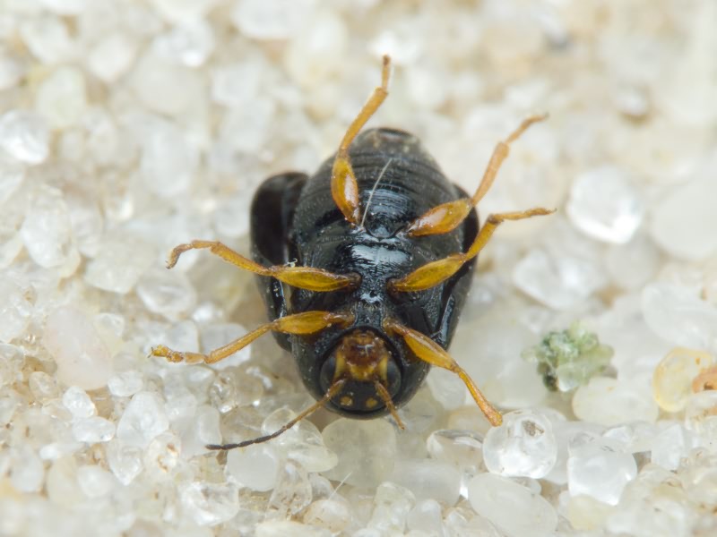 Cryptocephalus (Burlinius) ocellatus Drapiez, 1819